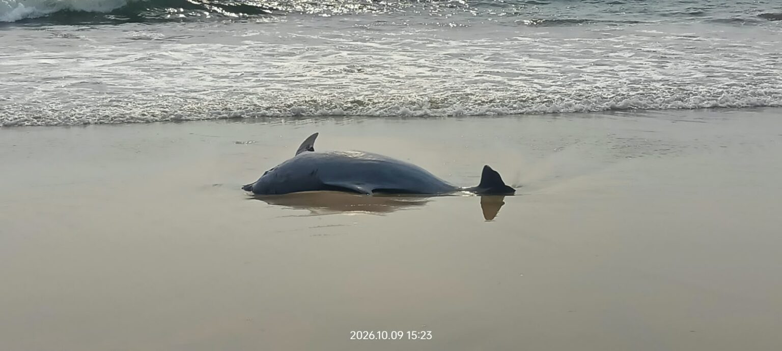 Dead Dolphin Calf Found Washed Ashore at Agonda Beach